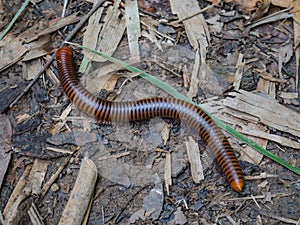 Millipedes on the floor in the forest