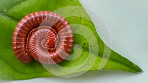 Millipedes on green leaves photo