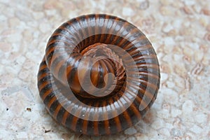 Millipedes are a group of arthropods