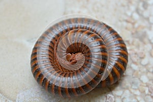 Millipedes are a group of arthropods