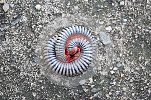 Millipedes on grunge concrete floor