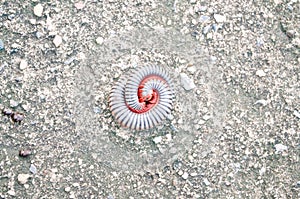 Millipedes on grunge dirty concrete floor