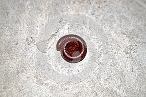 Millipedes on grunge dirty concrete floor