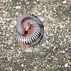 Millipedes on grunge dirty concrete floor