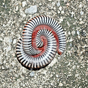 Millipedes on grunge dirty concrete floor