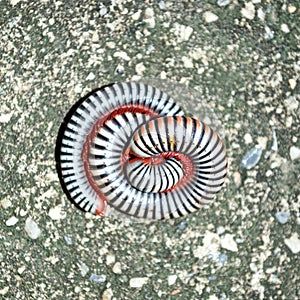 Millipedes on grunge dirty concrete floor