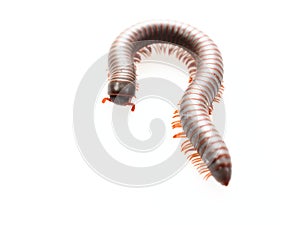 Millipedes, insect with long body and many legs look like centipedes, worm, or train