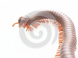 Millipedes, insect with long body and many legs look like centipedes, worm, or train