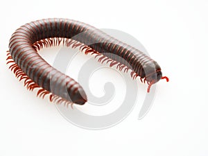 Millipedes, insect with long body and many legs look like centipedes, worm, or train