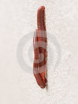 The Millipedes Mating photo