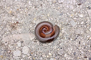 Millipedes are an order of invertebrate members belonging to the phylum Arthropoda, class Myriapoda.