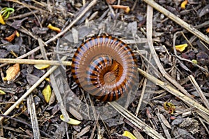 Millipedes are protected on the dry grass.