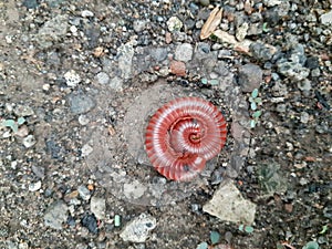 millipedes that roll themselves up to protect themselves from enemies