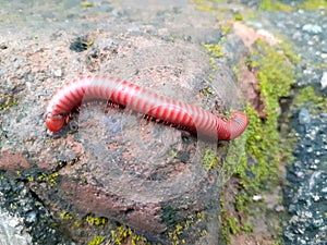 millipedes that roll themselves up to protect themselves from enemies photo
