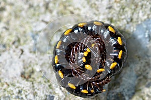 Millipedes rolled its body for protection