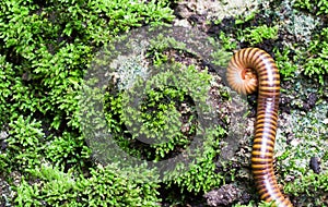 Millipedes