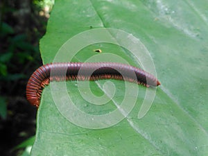 millipedes slither on the leaves photo