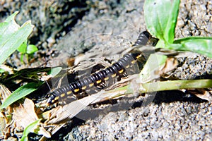 Millipedes Type Asiomorpha coarctate (Flatback Millipedes)