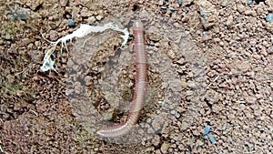 Millipedes that walk on the ground