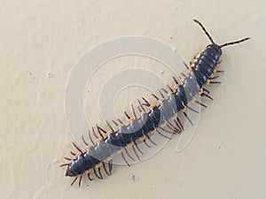 Millipedes walking