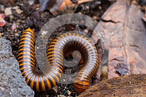 A millipedes walking for food on the ground