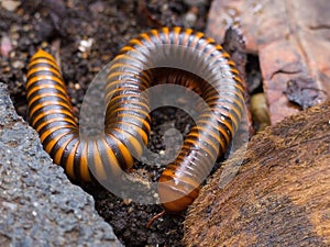A millipedes walking on the ground