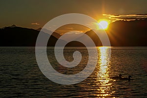 Millstaettersee - Two ducks crossing the Millstaetter lake in Austria during the sunset. The lake is surrounded by high Alps