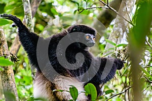 Milne-Edwards Sifaka in Madagascar forest photo