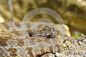 Milos blunt nosed viper, portrait