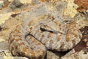 Milos viper, full length wild animal