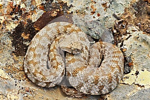 Milos viper, the rarest snake in Europe photo