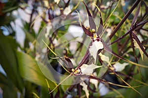 Miltassia Orchid, Bratonia Shelob Tolkien white, Purple, Sympodial epiphyte orchid hybrido