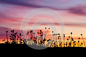 Milticolored sunset with thistles in foreground