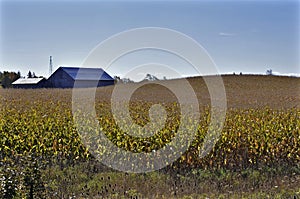 Field of cornstalks under a blue sky photo
