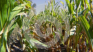 Rows of fresh unpicked corn