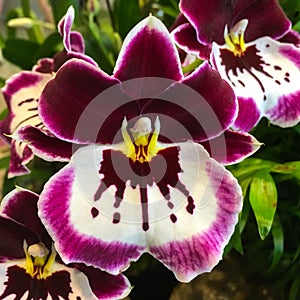 Miltonia and Miltoniopsis Pansy Orchids Orchids