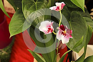 Miltonia orchid in the garden under the sun