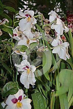 Miltonia, a white Orchid with a colored middle. Lots of beautiful, bright colors.  Beautiful flowers in the garden.