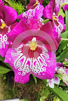 Miltoniopsis hybrid Pansy orchid. Stock Photo