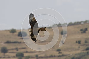 Milvus milvus, Las Arribes del Duero Natural Park, Aldeadavila de la Ribera photo