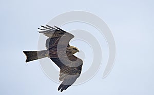 Milvus migrans, Crete