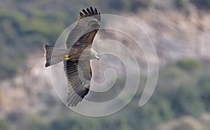 Milvus migrans, Crete