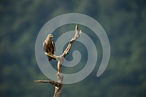 Milvus migrans. The wild nature of Bulgaria. Free nature. A beautiful picture of nature. Rhodopes. Big bird. Mountains in Bulgaria