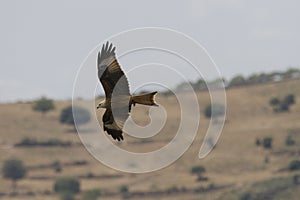 Milvus milvus, Las Arribes del Duero Natural Park, Aldeadavila de la Ribera