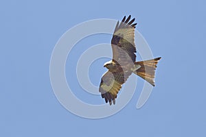 Milvus milvus, Red Kite