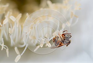 Mim or bee stinger is an insect type of a bee or wasp, but without a stinger. chasing pollen To keep it as nectar. Macro or close-