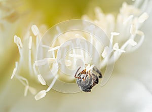 Mim or bee stinger is an insect type of a bee or wasp, but without a stinger. chasing pollen To keep it as nectar. Macro or close-