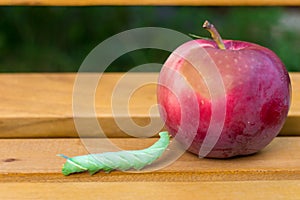 Mimas tiliae big caterpillar next to red apple