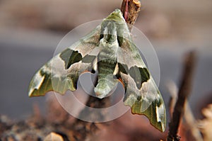 Mimas tiliae   - lime hawk moth