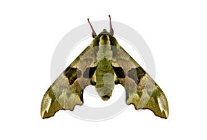 Mimas tiliae, the lime hawk-moth on white background